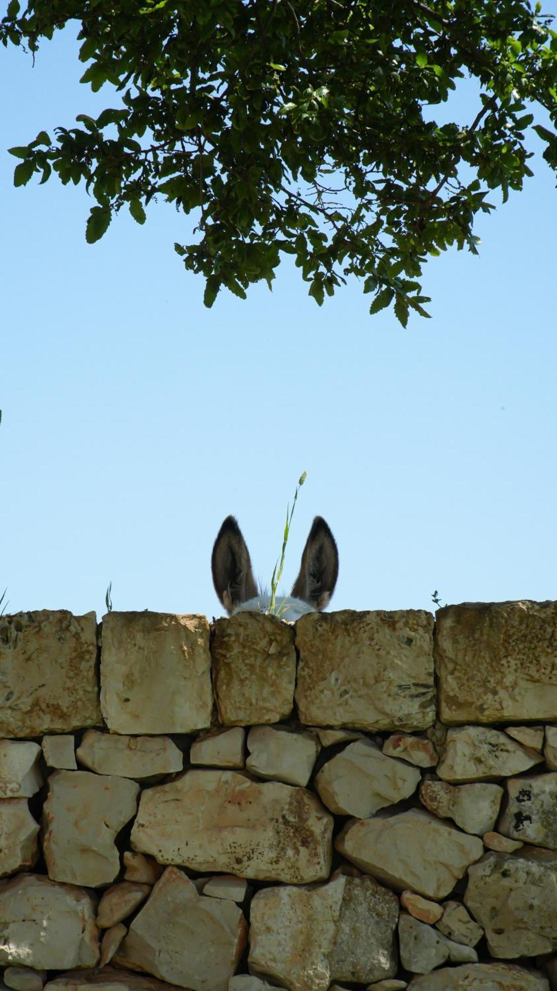 Masseria Surace