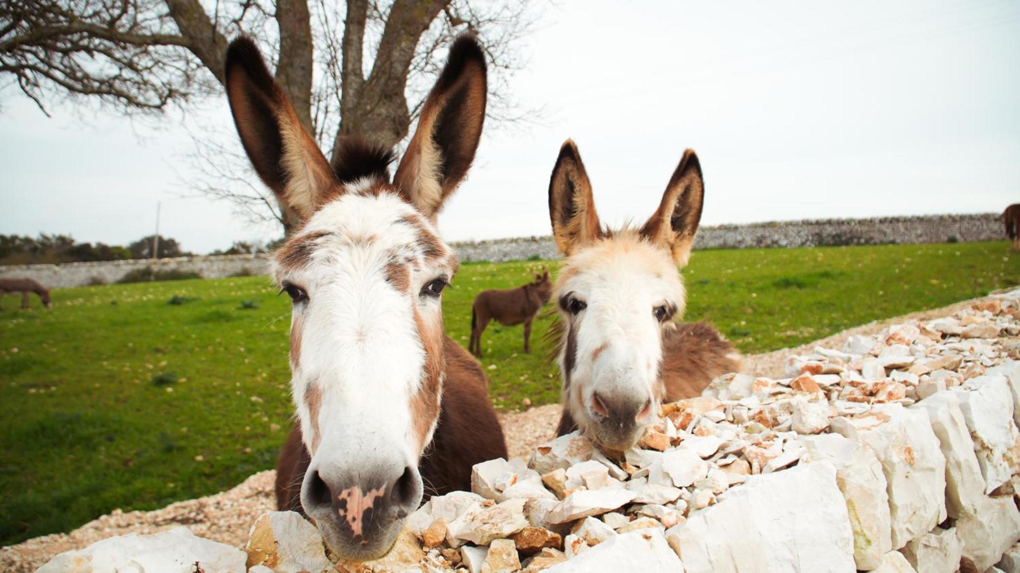Masseria Surace Farm stay Noci